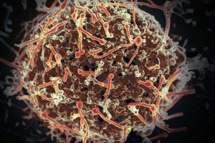 Обнаружена новая опасная для человека форма вируса Эбола