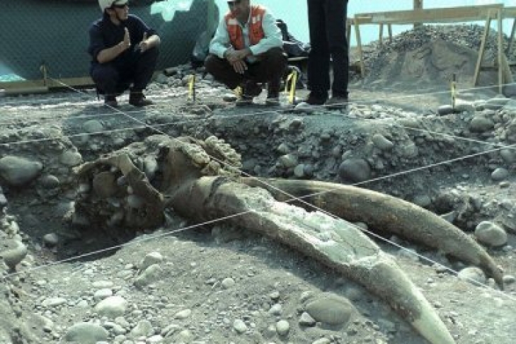 Жители Америки в процессе возведения метро обнаружили останки мастодонта возрастом 10 000 лет