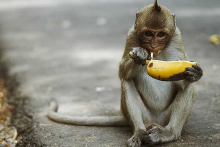 Gioco scimmia banana