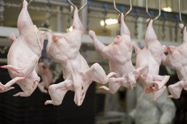 Экспорт свинины вырос в 2,5 раза
