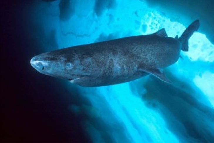 Гренландские полярные акулы живут по 500 лет и дольше — Ученые