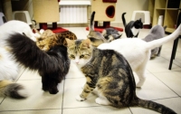 60 котов поселились в отеле на Закарпатье