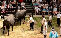 В Японии женщинам разрешили участвовать в традиционных боях с быками