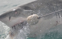 В Австралии трехметровая акула запрыгнула в рыбацкую лодку