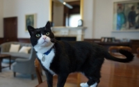 Уличный кот поступил на службу в британский МИД