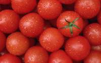 Ученые начали культивировать помидоры с антигенами коронавируса