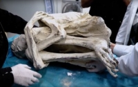 В пустыне Наска обнаружена древняя мумия погибшего гуманоида (видео)