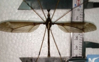 В провинции Китая обнаружили 11-ти сантиметрового комара