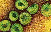 Ученые обнаружили новый смертельный вирус