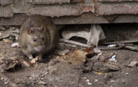 Огромные крысы атакуют пассажиров метро в Нью-Йорке (ВИДЕО)