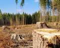 Законопроект про ринок деревини повертає у галузь часи Януковича-Сівця, - Чаленко