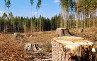 Законопроект про ринок деревини повертає у галузь часи Януковича-Сівця, - Чаленко