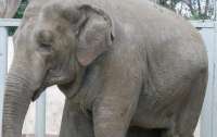 В Харьковском зоопарке умер первый слон, рожденный в независимой Украине