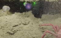 Океанологи виявили невідому живу кулю, що світиться (ВІДЕО)