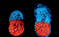 Ученым впервые удалось создать искусственный эмбрион мыши