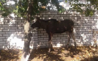 На Донбассе заблудился лось, пришлось перекрывать дорогу