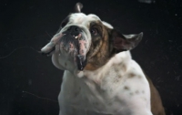 Веселое видео с собаками порвало интернет