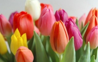 Перед 8 марта торговцы подняли цены на цветы в два раза