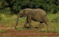 В Индии обнаружили слониху-курильщицу (видео)