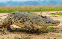 Крокодил утащил уронившего мобильный телефон в воду полицейского
