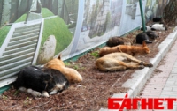 В Киеве на убийц собак объявлена охота
