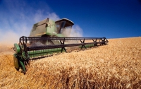Прогноз по урожаю зерна понизили до 42 млн. тонн 