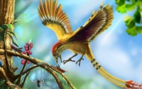 Ученые узнали, когда птицы научились летать
