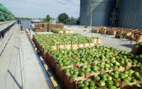 Сегодня в Киев отправится несколько тонн арбузов