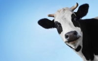 Россияне вывели корову, которую не нужно кормить
