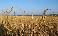 В Украине сейчас невыгодно выращивать зерно, - эксперт