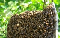 Пчелы заблокировали ремонт на Камской ГЭС  