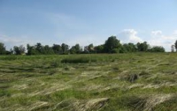 В КГГА придумали, что делать с травой