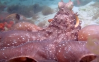 Атака разъяренного осьминога: в Австралии сняли впечатляющее видео (ВИДЕО)