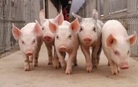 Поголовье свиней в Украине стремительно сокращается