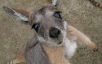 Австралиец на камеру зарезал раненого кенгуру