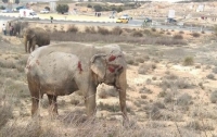 В Испании в ДТП попал грузовик со слонами, есть жертвы