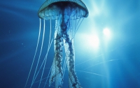 Туристов в Италии сетями отделят от медуз