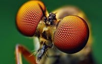 Замечено массовое исчезновение всех насекомых мира