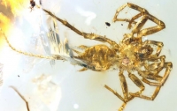 Ученые обнаружили в янтаре пауков с хвостами