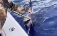 Рыбаки поймали меч-рыбу рекордной величины