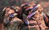 Умеют рисовать: ученые создали тараканов-киборгов
