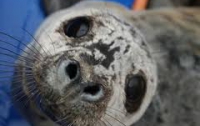 В Крыму агрессивный тюлень-беглец набросился на аквалангиста (ВИДЕО)