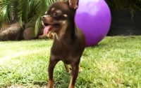 Волшебная Милли - самая маленькая собака на планете (ВИДЕО)