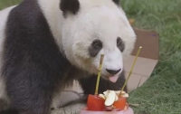 Панде из зоопарка США подарили торт на четырехлетие