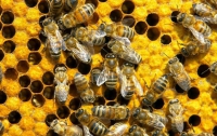 Присяжнюк: В Украине увеличиваются производство и экспорт меда