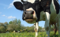 Украинские животноводы теряют поголовье скота рекордными темпами, - эксперт