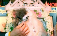 В США организовали самую дорогую в мире свадьбу для собак (ФОТО)