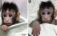 Китайские ученые впервые клонировали обезьян (ВИДЕО)