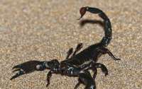 На улицах Кривого Рога заметили скорпионов (видео)