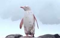 В Антарктиді помітили рідкісного білого пінгвіна (відео)